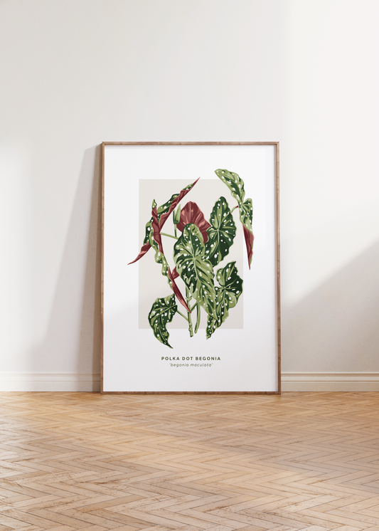 Polka Dot Begonia Print