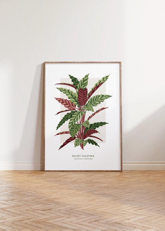Velvet Calathea Print